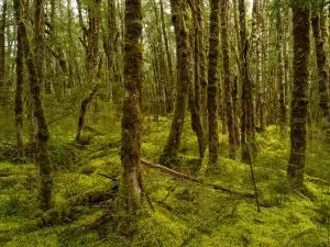 Forest on Kepler Track, Fiordland, New Zealand
