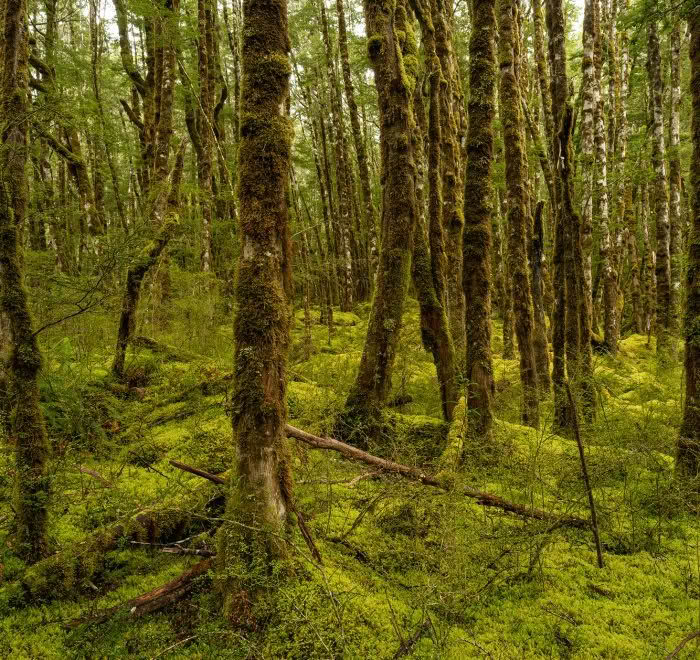 Forest on Kepler Track, Fiordland, New Zealand