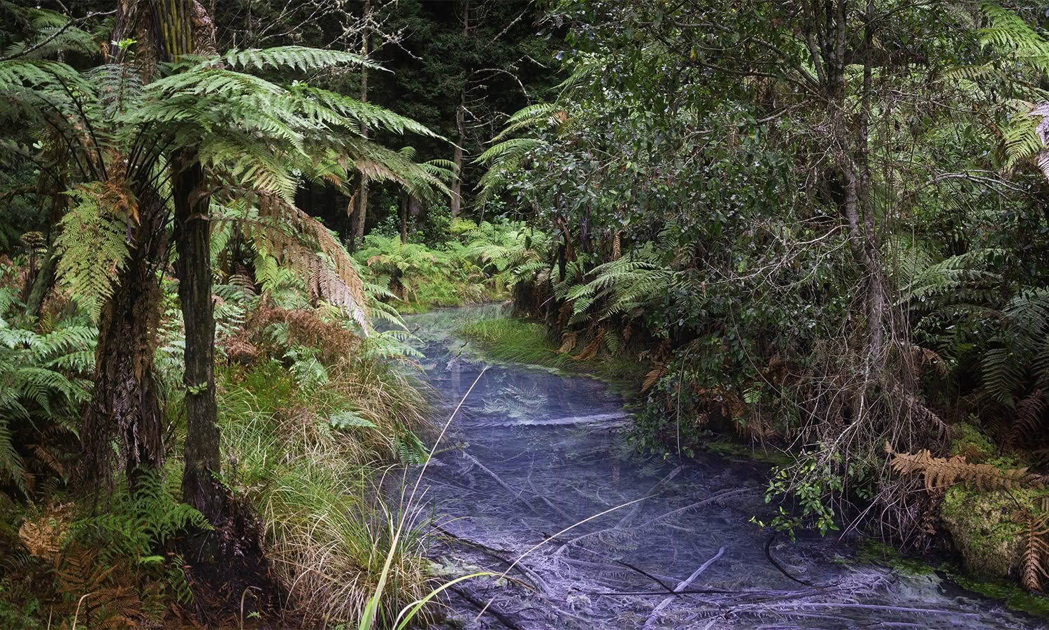 Rotorua Forest, New Zealand