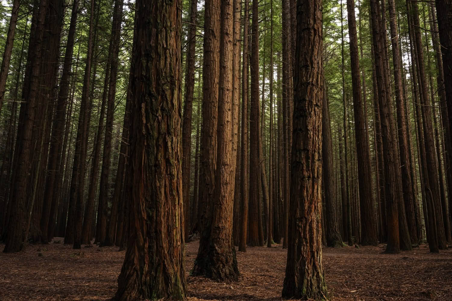 Redwood Forest, Rotorua, New Zealand