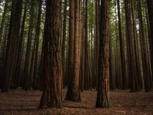 Redwood Forest, Rotorua, New Zealand