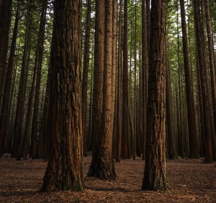 Redwood Forest, Rotorua, New Zealand
