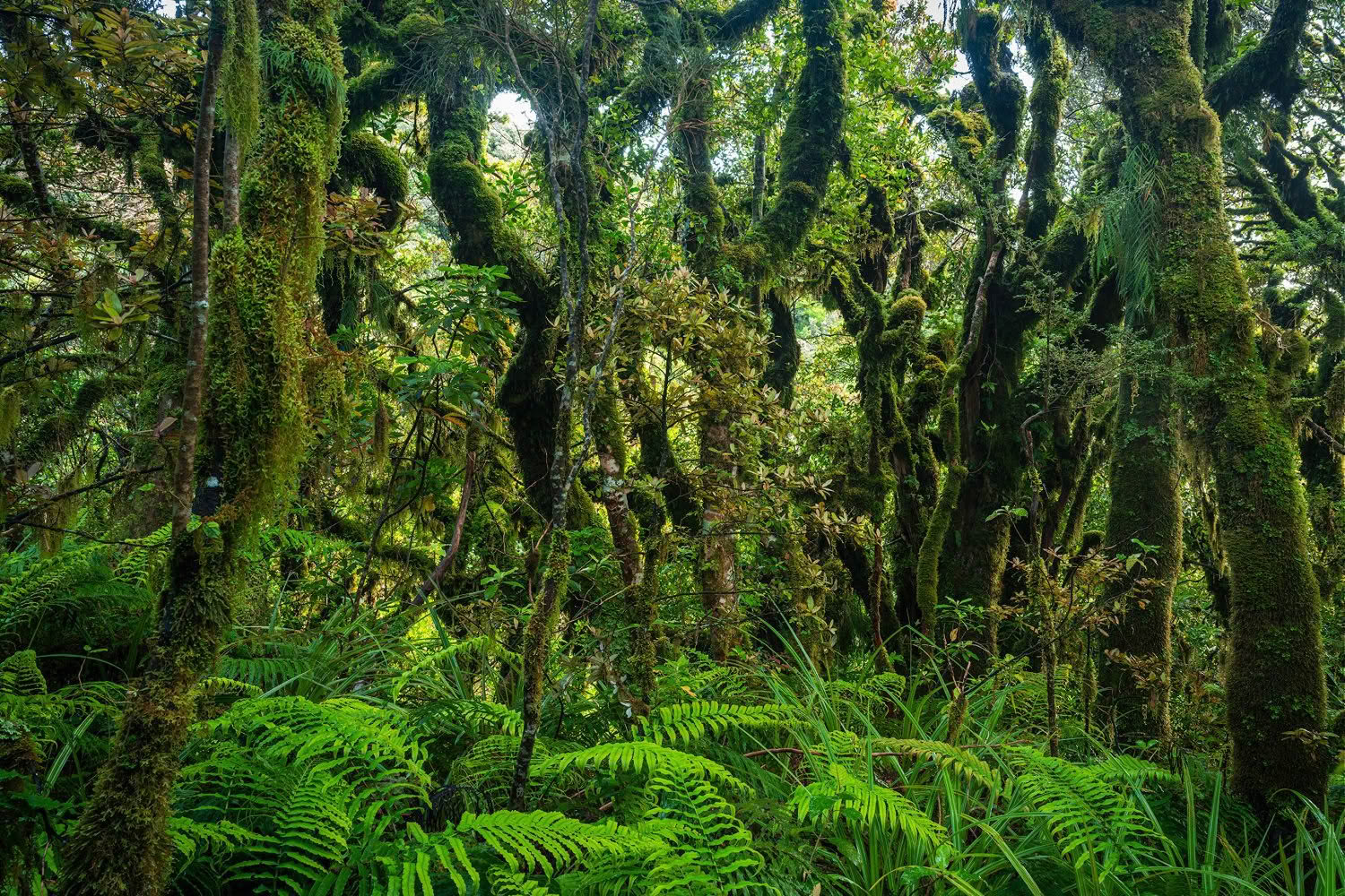 Goblin Forest, Taranaki, New Zealand