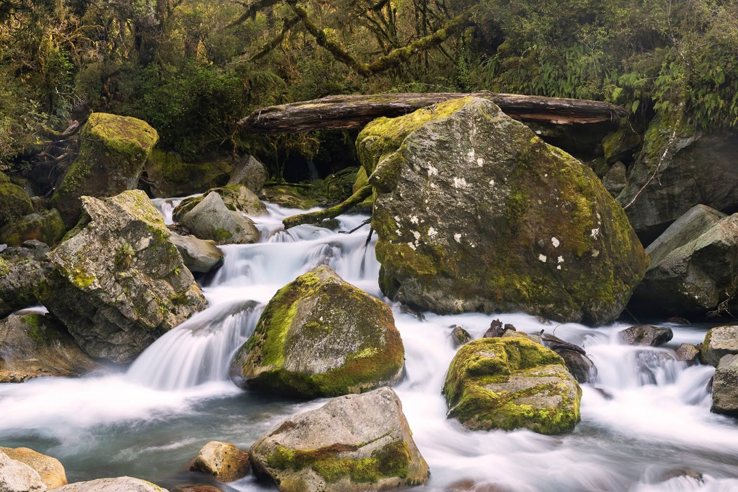 Lower Hollyford, Fiordland, New Zealand
