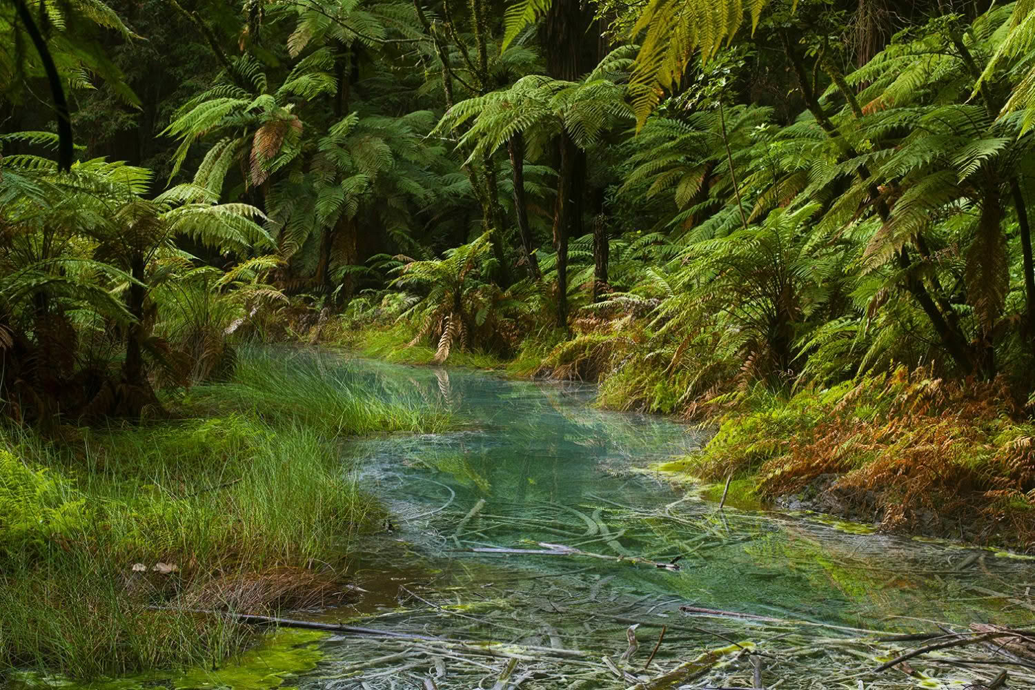 Rotorua Forest, Bay of Plenty, New Zealand
