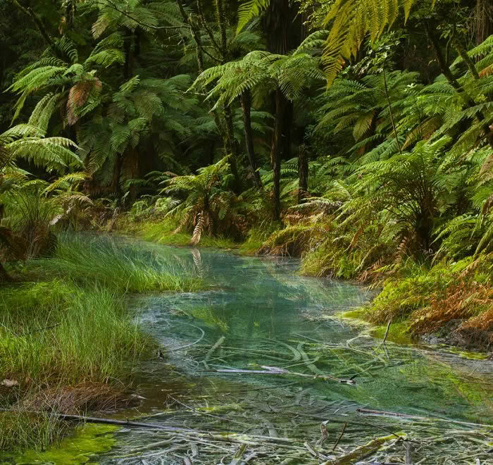 Rotorua Forest, Bay of Plenty, New Zealand
