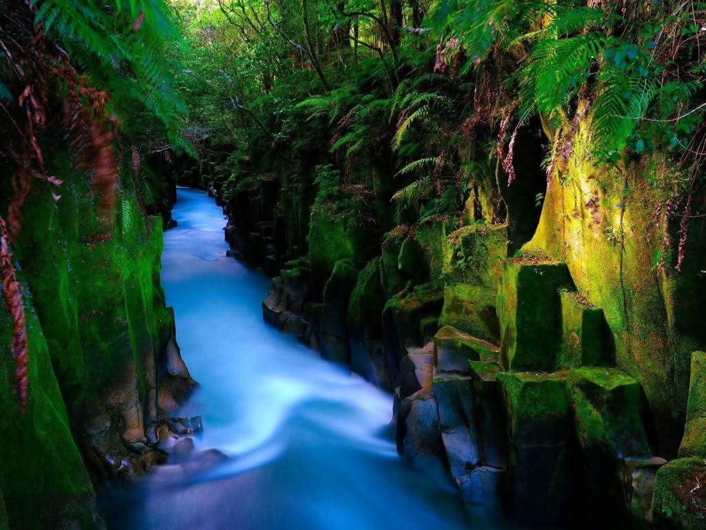 Te Whaiti-Nui a Toi Canyon in the Whirinaki Forest, New Zealand. The canyon's moss-covered walls are illuminated by soft, diffused light, creating a serene and natural scene.