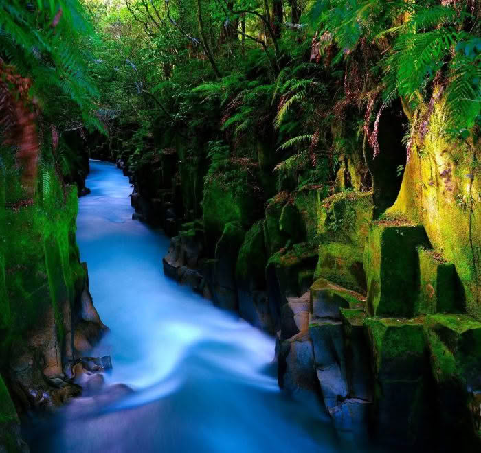 Te Whaiti-Nui a Toi Canyon in the Whirinaki Forest, New Zealand. The canyon's moss-covered walls are illuminated by soft, diffused light, creating a serene and natural scene.
